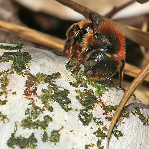 Osmia aurulenta, W Osmia aurulenta, W