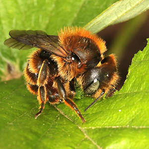 Osmia aurulenta, W Osmia aurulenta, W
