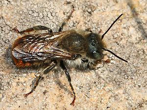 Osmia aurulenta, M Osmia aurulenta, M