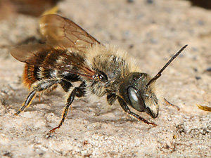 Osmia aurulenta, M Osmia aurulenta, M