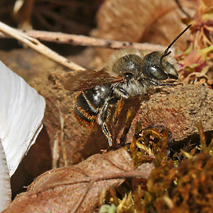 Osmia aurulenta, M Osmia aurulenta, M