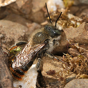 Osmia aurulenta, M Osmia aurulenta, M