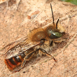 Osmia aurulenta, M Osmia aurulenta, M