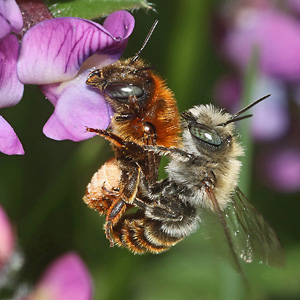 Osmia aurulenta, M Osmia aurulenta, M