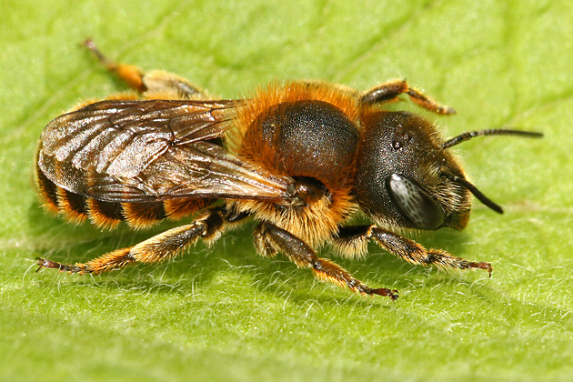 Osmia aurulenta, W