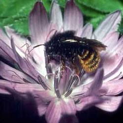 Mauerbiene: Osmia bicolor, W Mauerbiene: Osmia bicolor, W