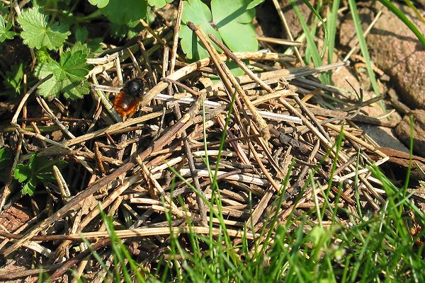 Osmia bicolor, W im Anflug auf ihr Schneckenhaus-Nest