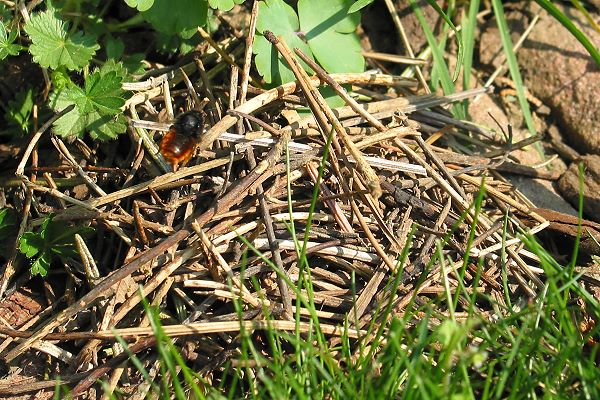 Osmia bicolor, W im Anflug auf ihr Schneckenhaus-Nest Osmia bicolor, W im Anflug auf ihr Schneckenhaus-Nest