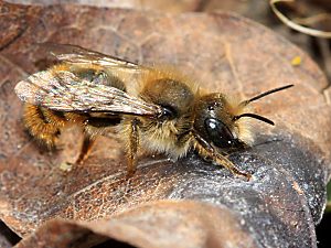 Osmia bicolor, M Osmia bicolor, M