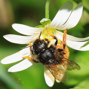 Osmia bicolor, W Osmia bicolor, W