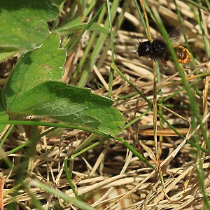 Osmia bicolor, W Osmia bicolor, W