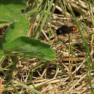 Osmia bicolor, W Osmia bicolor, W