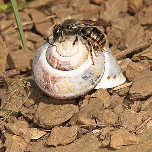 Osmia bicolor, M auf Schneckenhaus Osmia bicolor, M auf Schneckenhaus