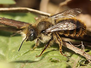Osmia bicolor, M Osmia bicolor, M