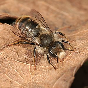 Osmia bicolor, M: Rast Osmia bicolor, M: Rast