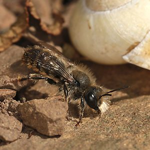 Osmia bicolor, M vor Schneckenhaus Osmia bicolor, M vor Schneckenhaus