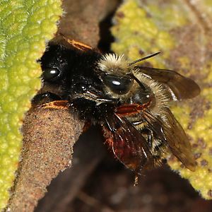 Osmia bicolor, WM: Kopula Osmia bicolor, WM: Kopula