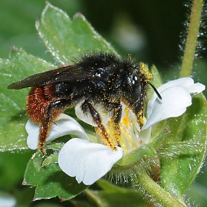 Osmia bicolor, W auf Wald-Erdbeere Osmia bicolor, W auf Wald-Erdbeere