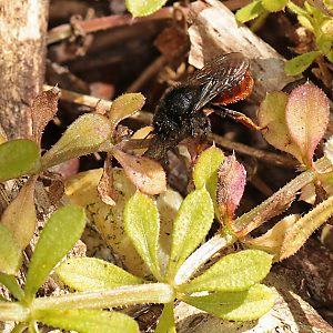 Osmia bicolor, W Osmia bicolor, W