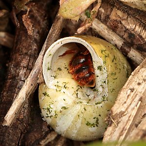 Osmia bicolor, W baut Verschlußpfropf Osmia bicolor, W