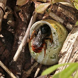 Osmia bicolor, W Osmia bicolor, W