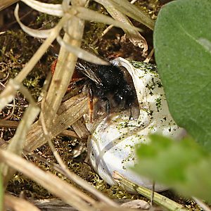 Osmia bicolor, W Osmia bicolor, W