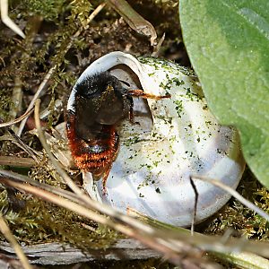 Osmia bicolor, W Osmia bicolor, W