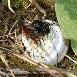 Osmia bicolor, W beklebt Schneckenhaus Osmia bicolor, W