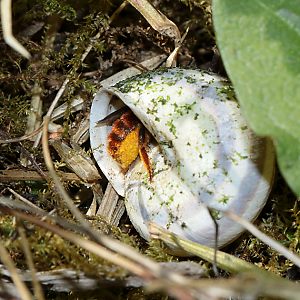 Osmia bicolor, W mit gefüllter Bauchbürste Osmia bicolor, W