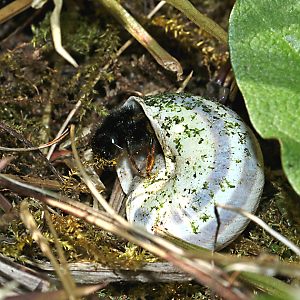 Osmia bicolor, W verläßt Schneckenhaus Osmia bicolor, W