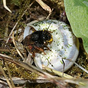 Osmia bicolor, W verläßt Schneckenhaus Osmia bicolor, W