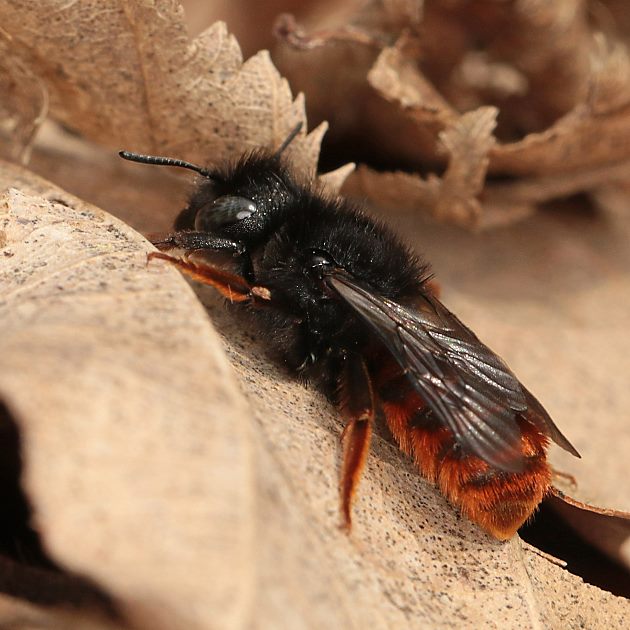 Osmia bicolor, W