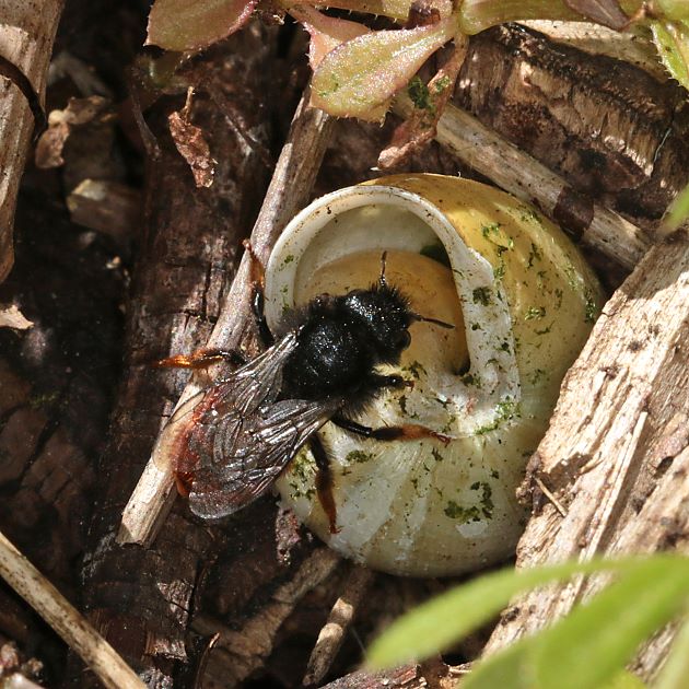 Osmia bicolor, W