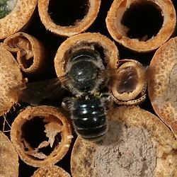 Mauerbiene: Osmia caerulescens, W Mauerbiene: Osmia caerulescens, W