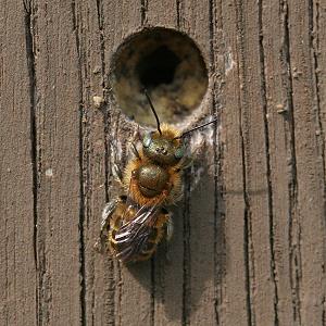 Mauerbiene: Osmia caerulescens, M Mauerbiene: Osmia caerulescens, M