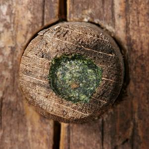 Nestverschluß von Osmia caerulescens Nestverschluß von Osmia caerulescens