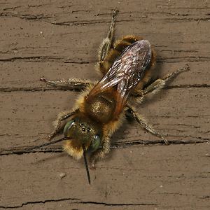 Mauerbiene: Osmia caerulescens, M Mauerbiene: Osmia caerulescens, M