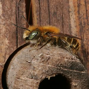 Osmia caerulescens, M Osmia caerulescens, M