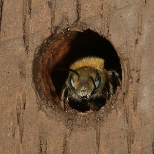 Osmia caerulescens, M Osmia caerulescens, M