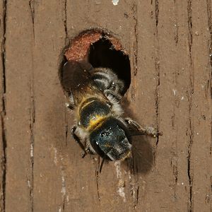 Mauerbiene: Osmia caerulescens, W Mauerbiene: Osmia caerulescens, W