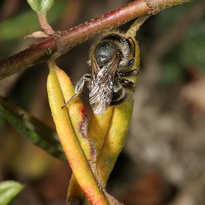 Mauerbiene: Osmia caerulescens, W Mauerbiene: Osmia caerulescens, W