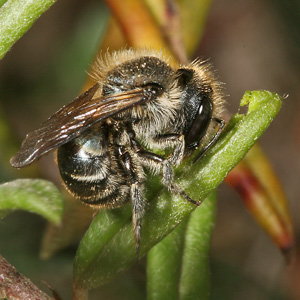 Osmia caerulescens, W Osmia caerulescens, W