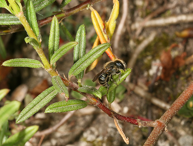 Osmia caerulescens, W, beim Schneiden von Nistmaterial Osmia caerulescens, W: Schneiden von Nistmaterial