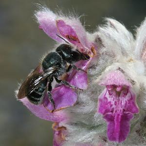 Mauerbiene: Osmia caerulescens, W Mauerbiene: Osmia caerulescens, W