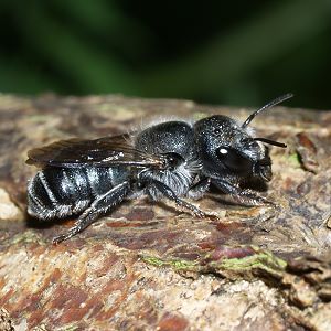 Osmia caerulescens, W Osmia caerulescens, W