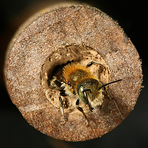 Osmia caerulescens, M Osmia caerulescens, M