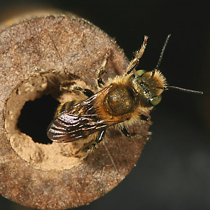 Osmia caerulescens, M Osmia caerulescens, M