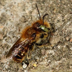 Osmia caerulescens, M Osmia caerulescens, M