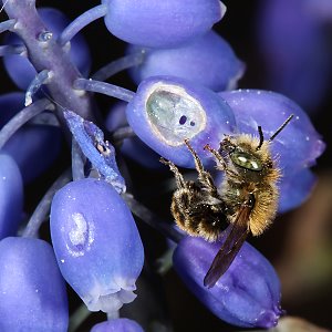 Osmia caerulescens, M, an Träubelhyazinthe Osmia caerulescens, M an Träubelhyazinthe