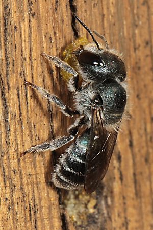 Osmia caerulescens, W baut Nestverschluß Osmia caerulescens, W baut Nestverschluß